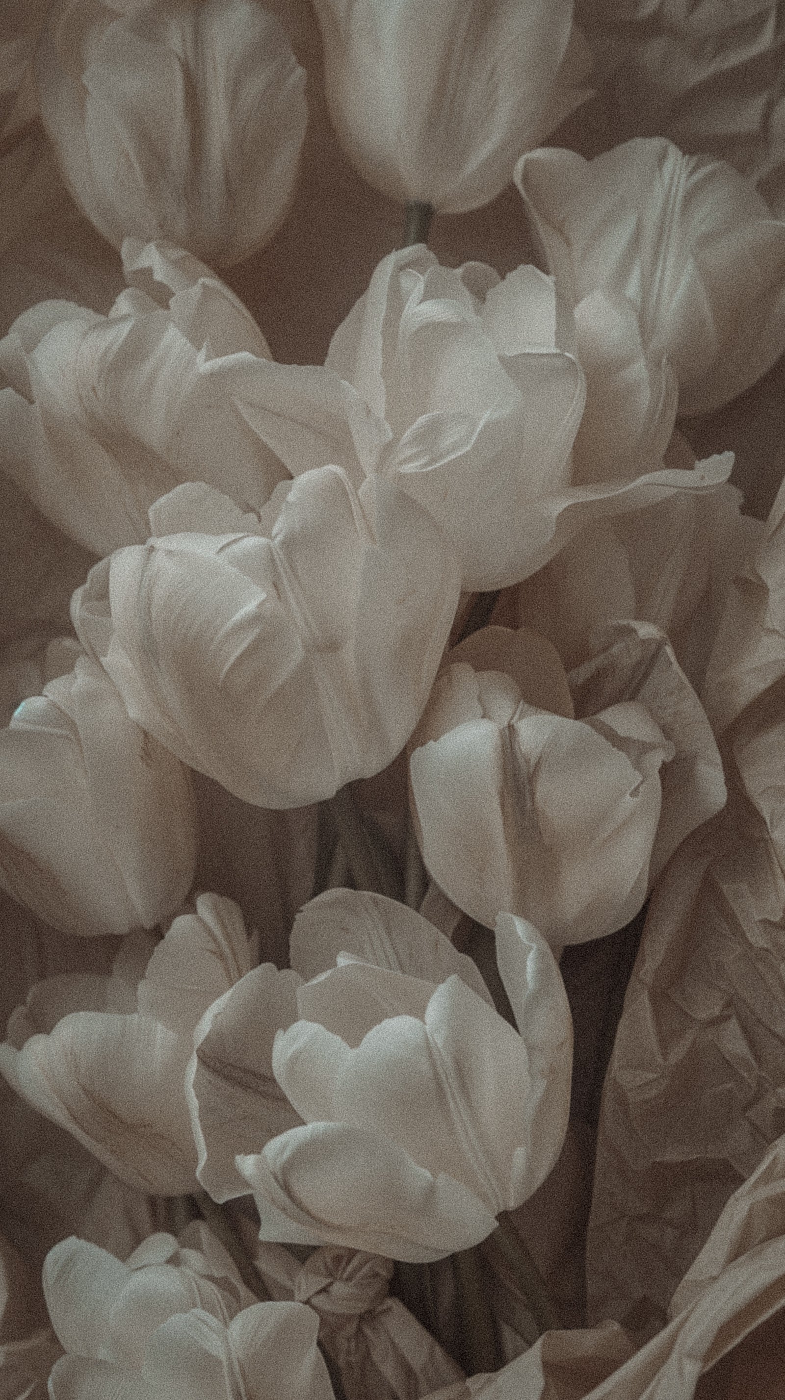 White tulips, closely framed, in warm sepia light